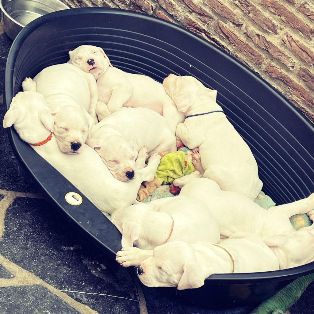 Chiots DOGO ARGENTINO disponibles de suite en Belgique