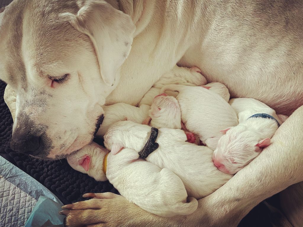 Chiot Dogo Argentino Casa De Los Guerreros Blancos