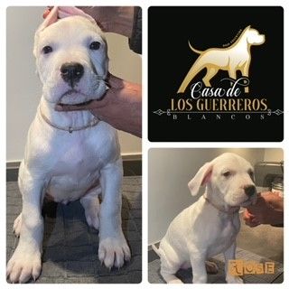 Casa De Los Guerreros Blancos - Chiots disponibles - Dogo Argentino